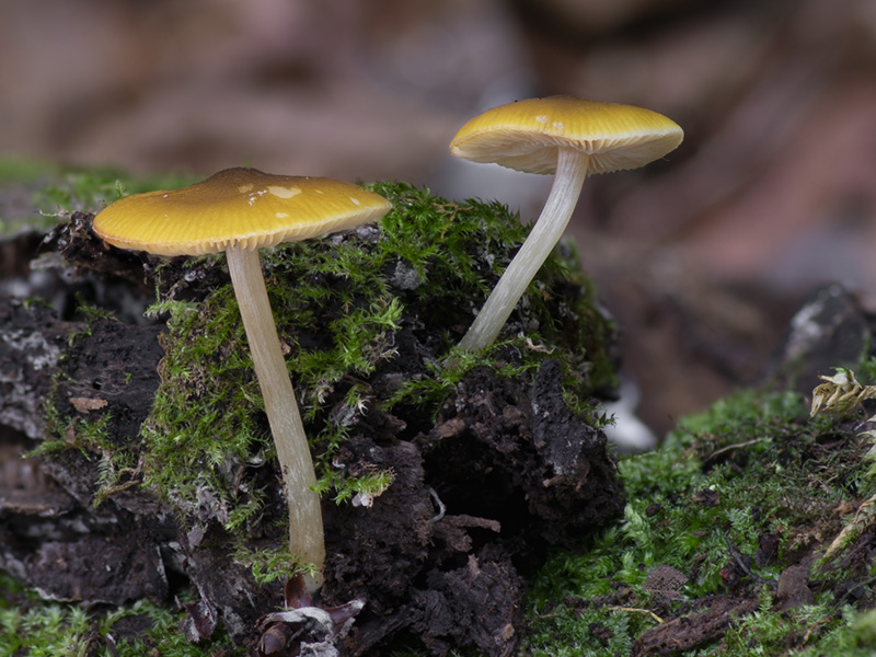 Pluteus chrysophaeus